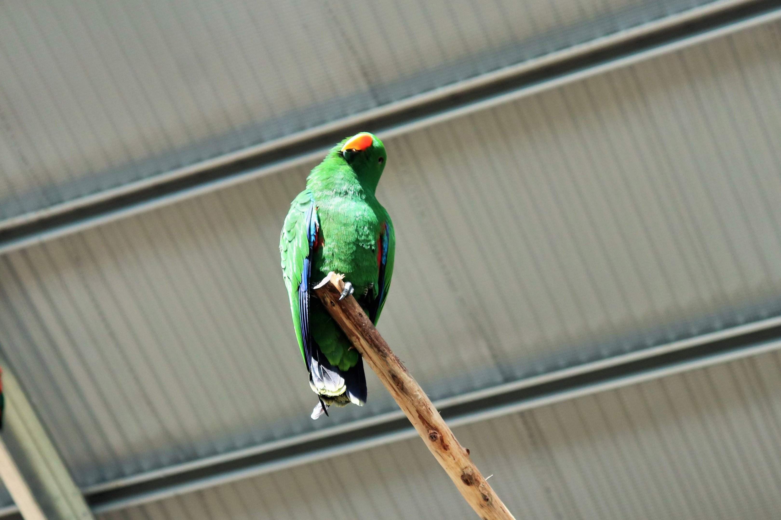 Male Eclectus Parrot (Eclectus roratus)
