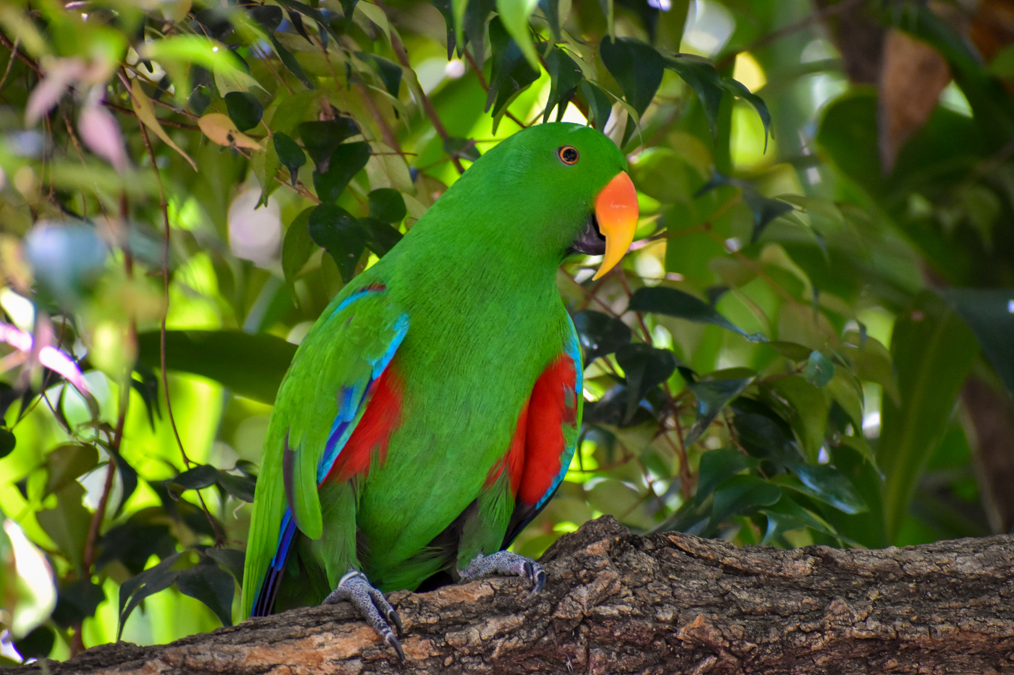 Male Eclectus Parrot (Eclectus roratus)