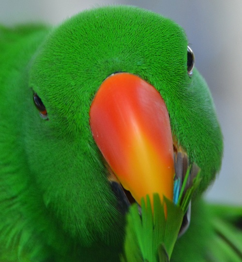 Male Eclectus parrot portrait