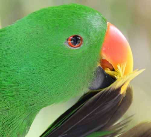 Male Eclectus parrot portrait