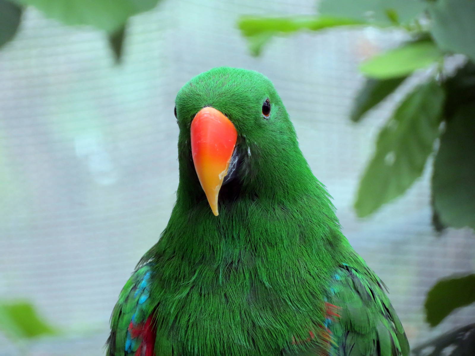 Male Eclectus Parrot