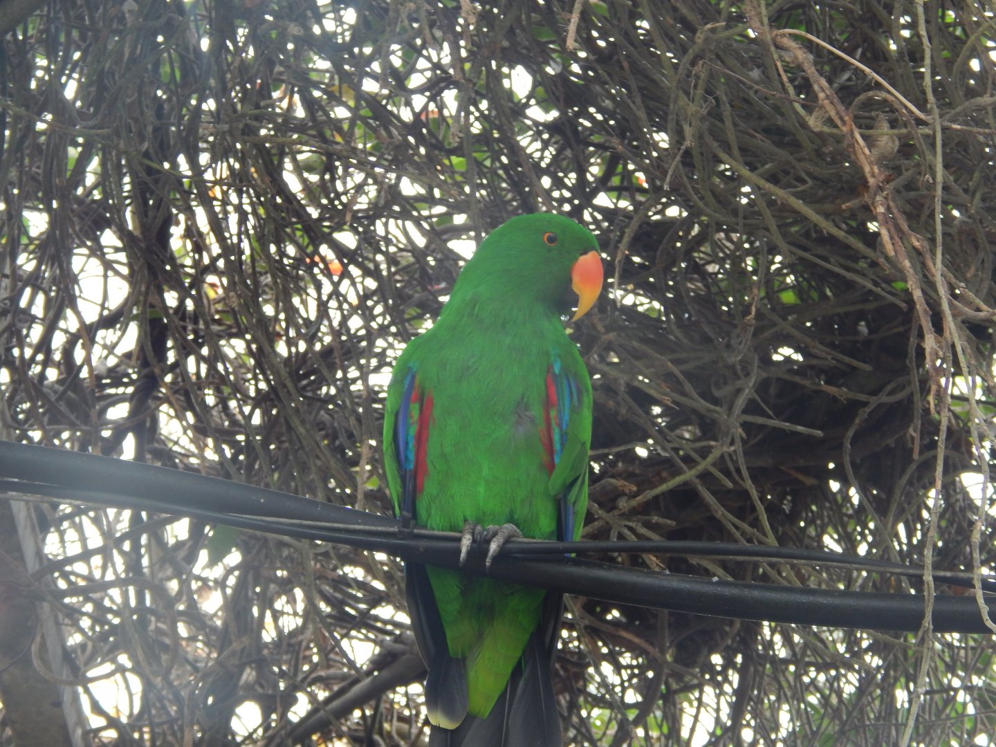 Male Eclectus Parrot