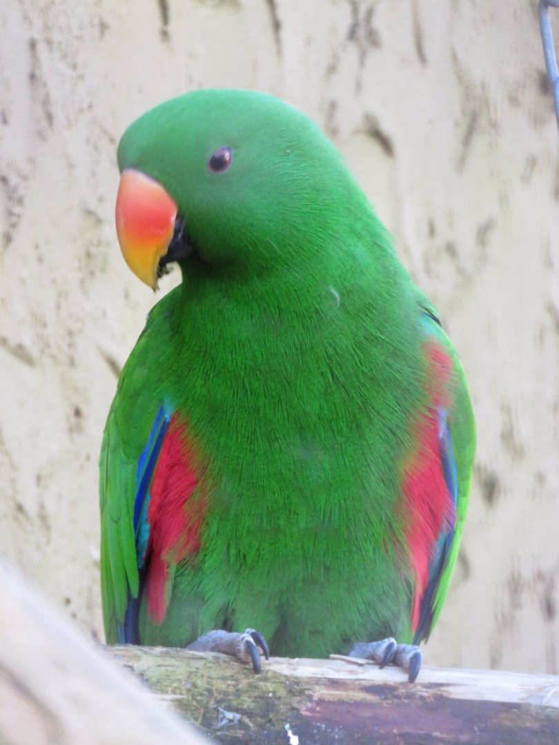Male eclectus parrot
