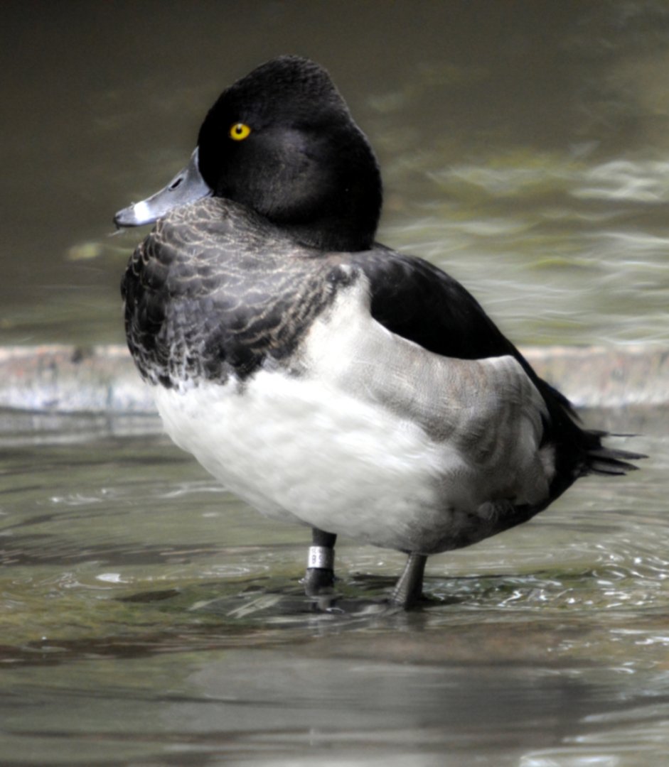 Male Eclipsed Ring Necked Duck