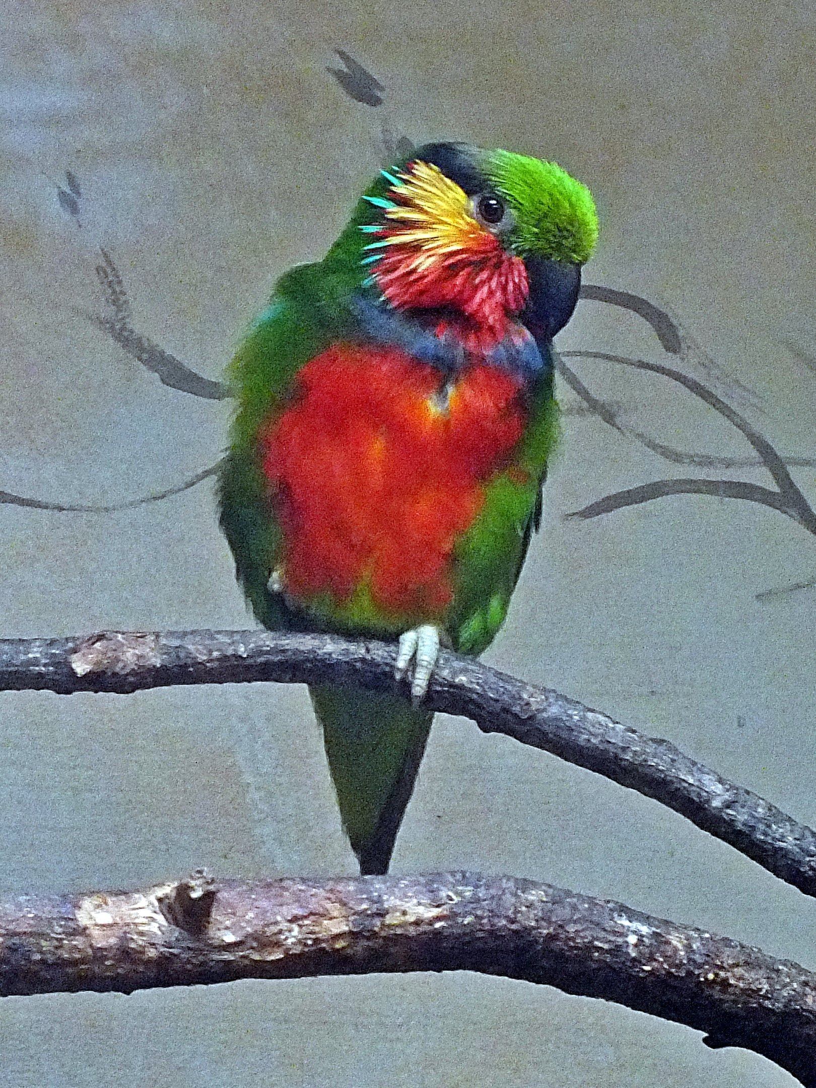 Male Edwards' fig parrot