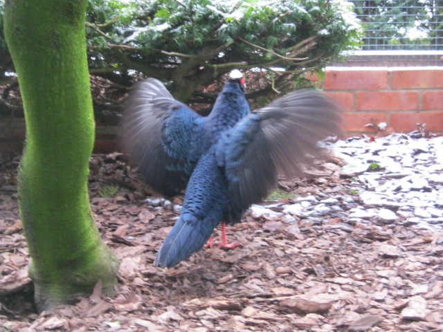 Male Edwards Pheasant displaying to female.