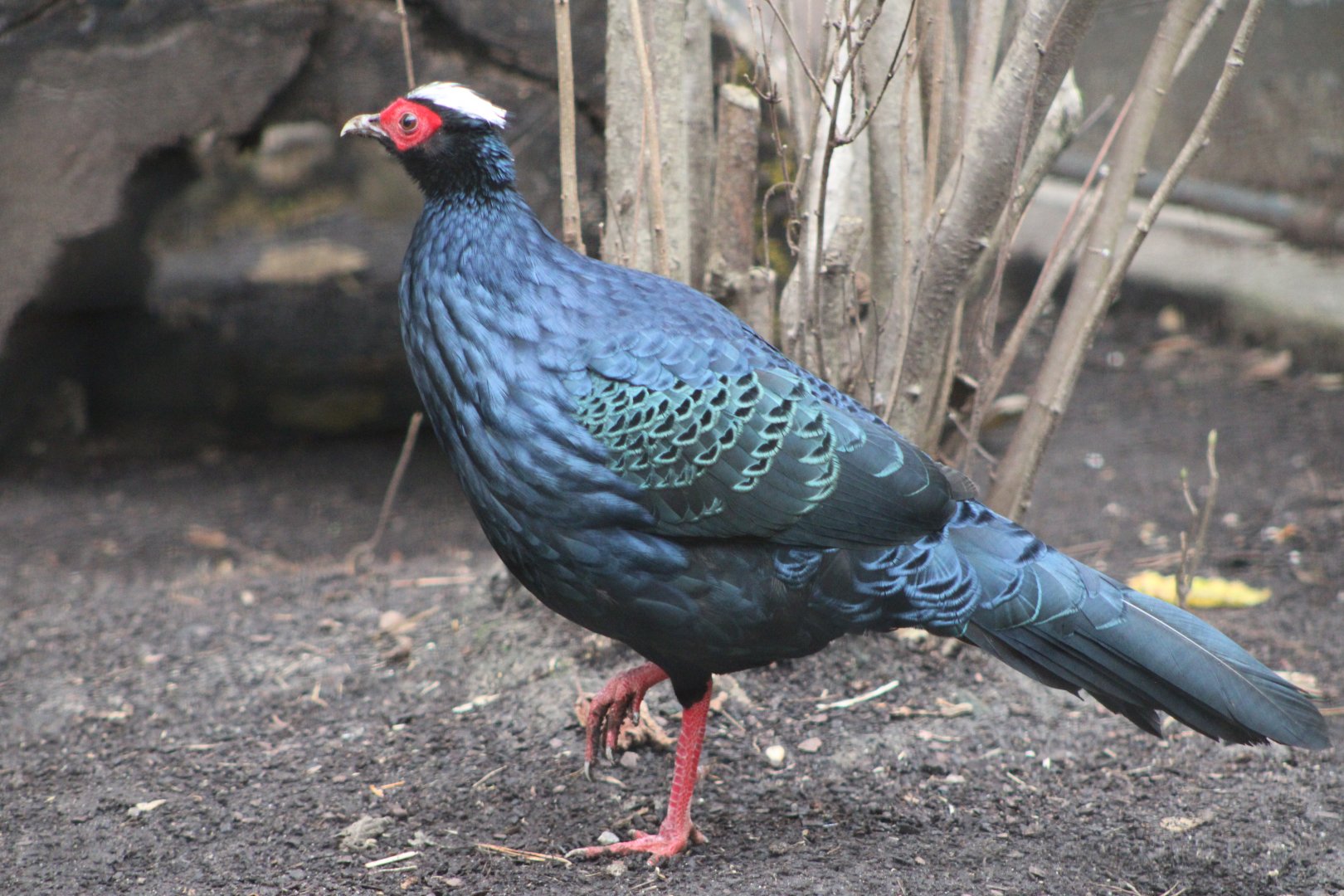Male Edward’s Pheasant (Lophura edwardsi)