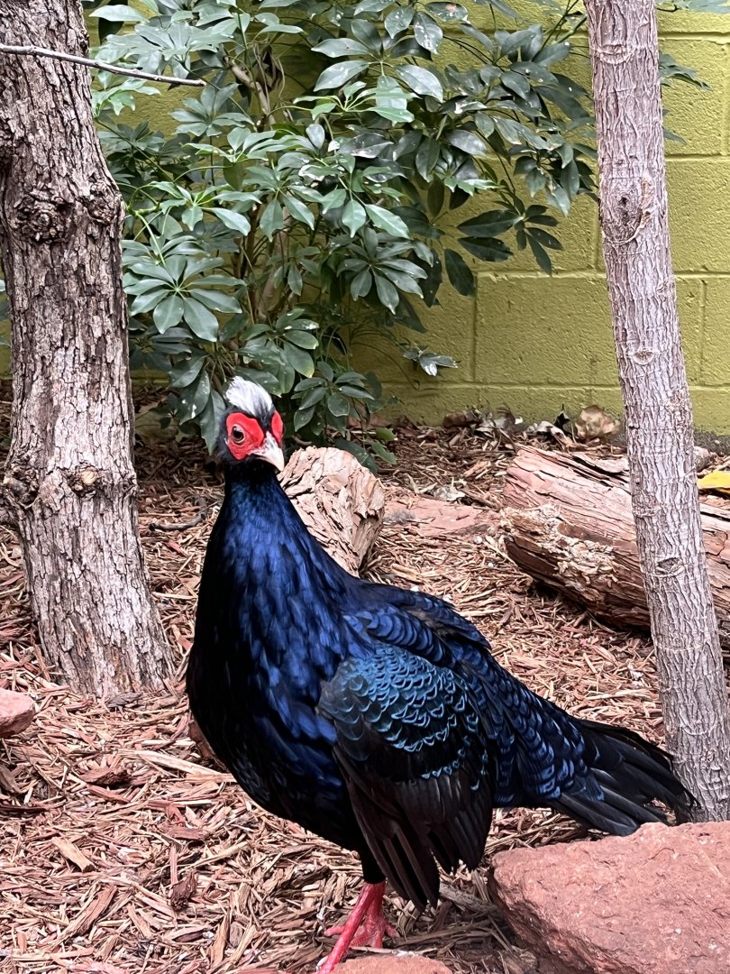 Male Edward's Pheasant