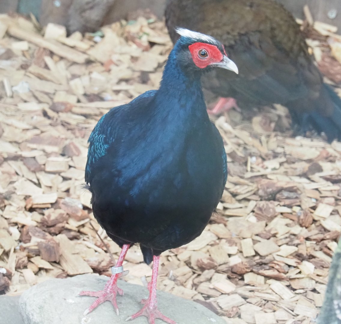 Male Edwards's pheasant (Lophura edwardsi), 2022-05-17