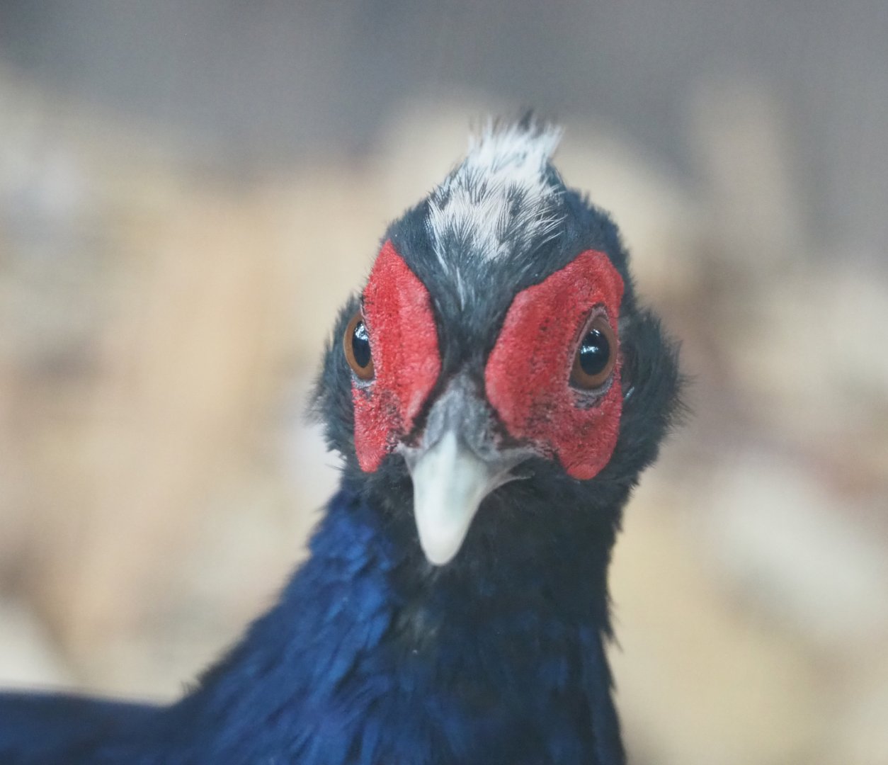 Male Edwards's pheasant (Lophura edwardsi), 2022-05-17