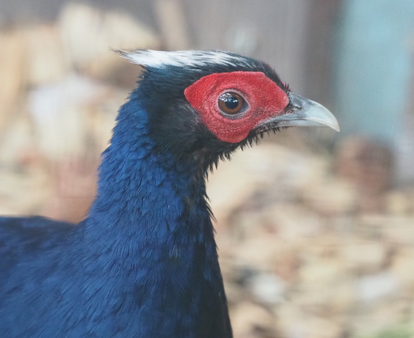 Male Edwards's pheasant (Lophura edwardsi), 2022-05-17