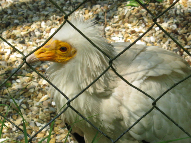 Male Egyptian Vulture