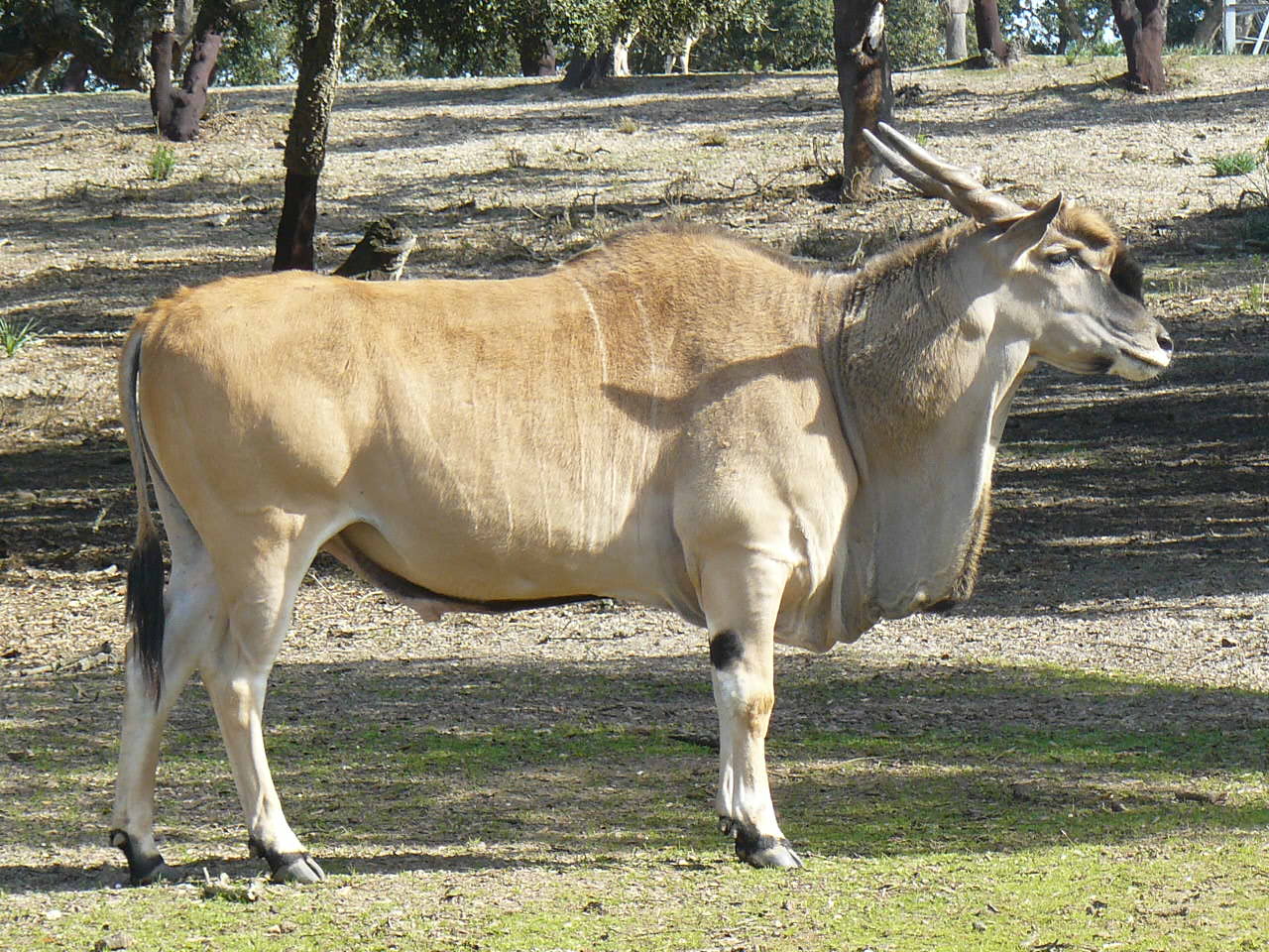 Male Eland