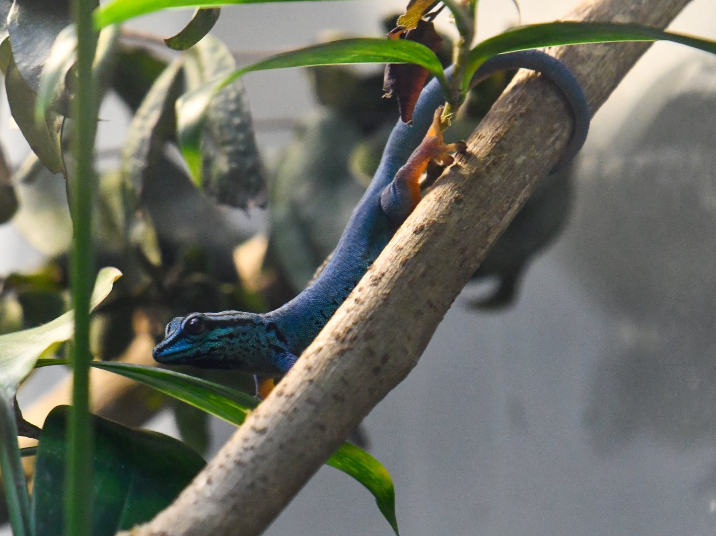 Male Electric Blue Gecko