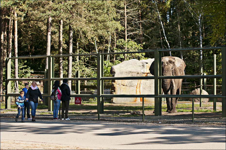 Male Elephant at Serengeti Park