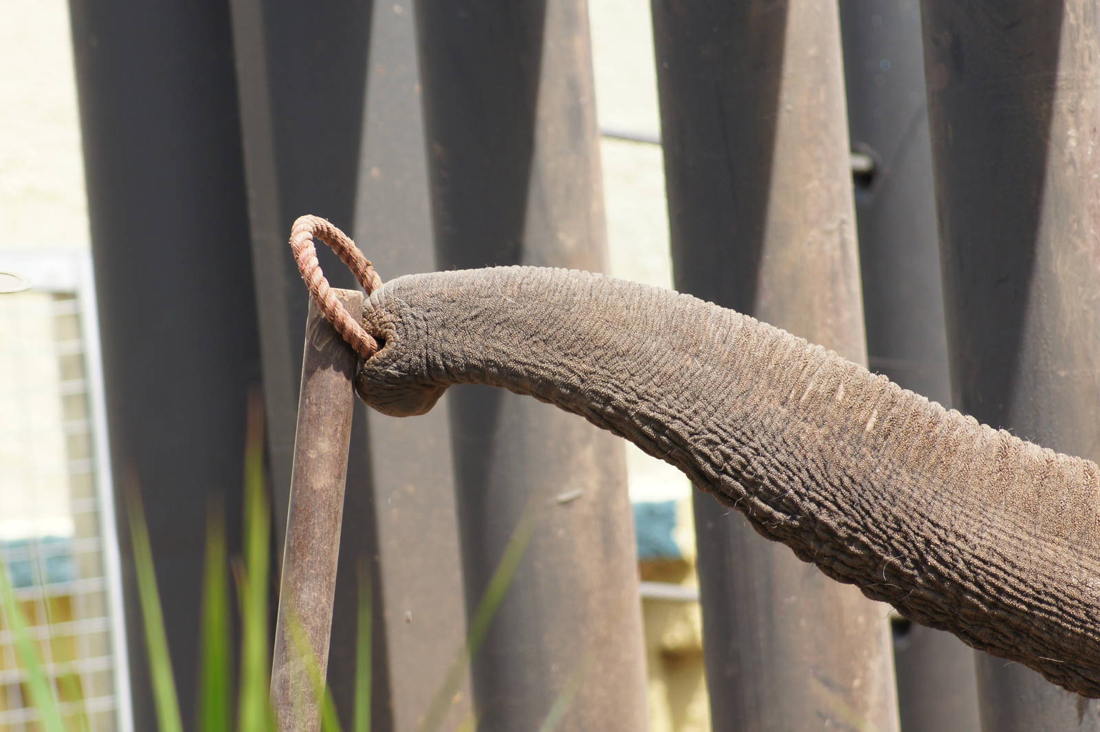 Male Elephant 'Gung' doing Keeper Training