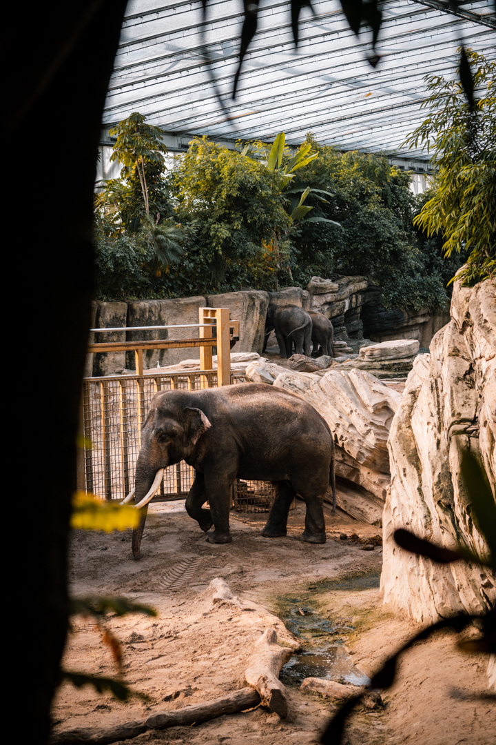 Male Elephant seperated