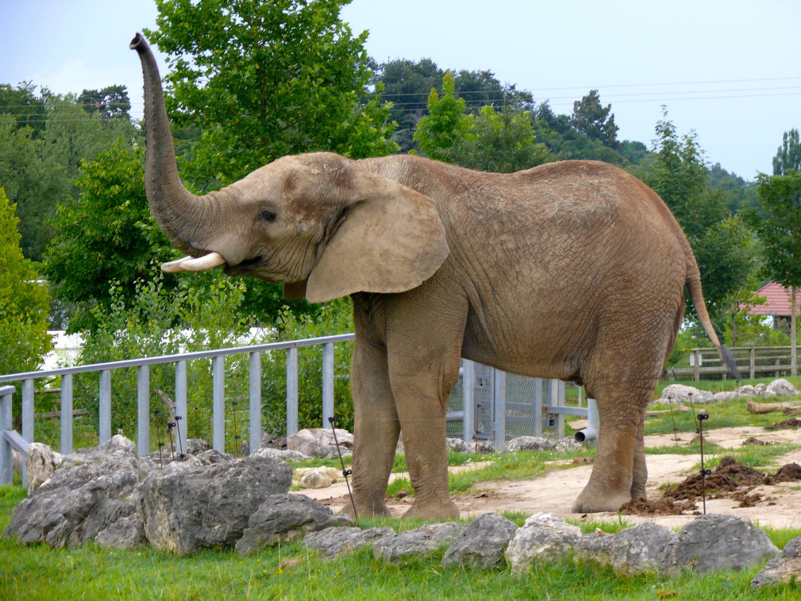Male elephant