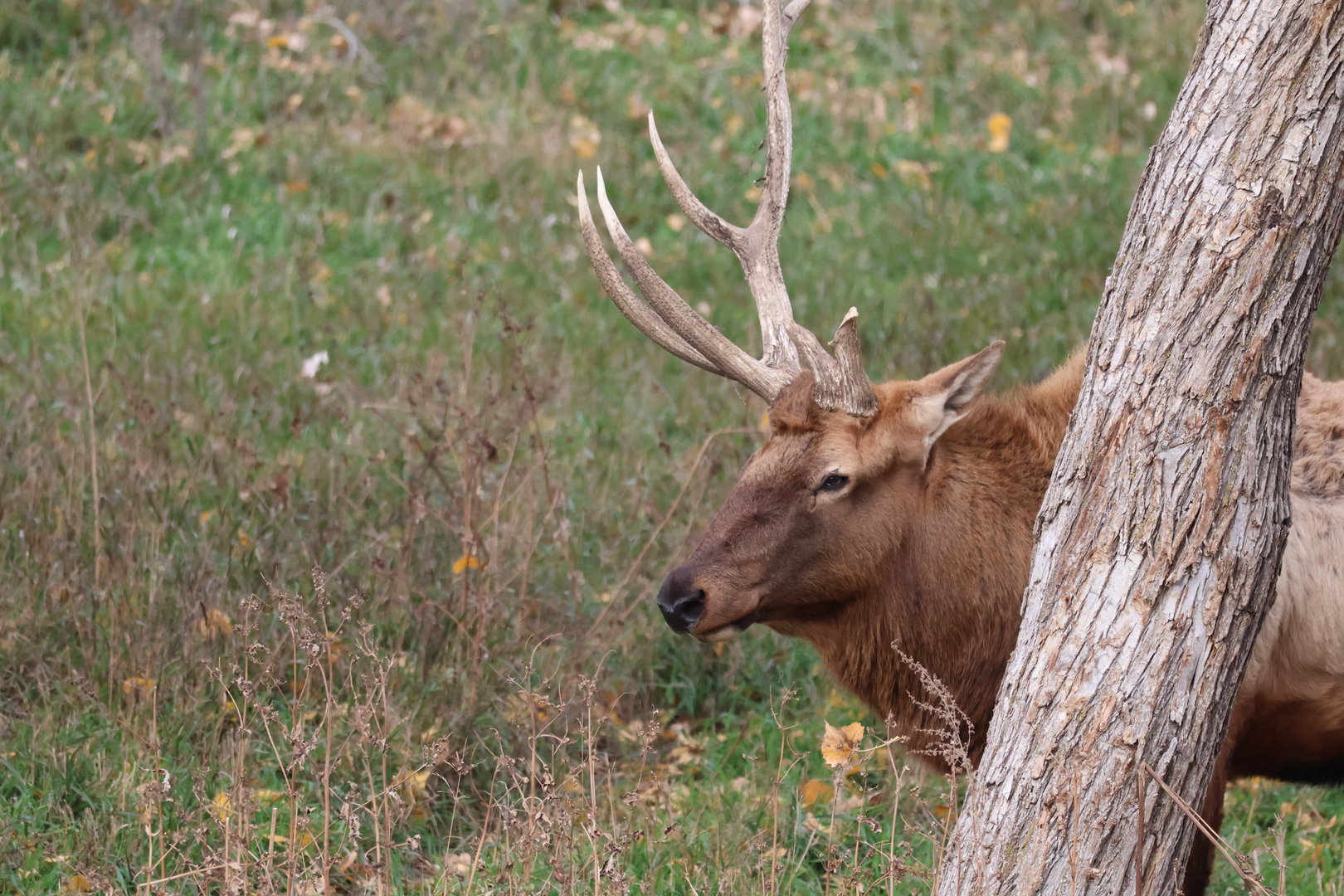 Male Elk with Broken Antler