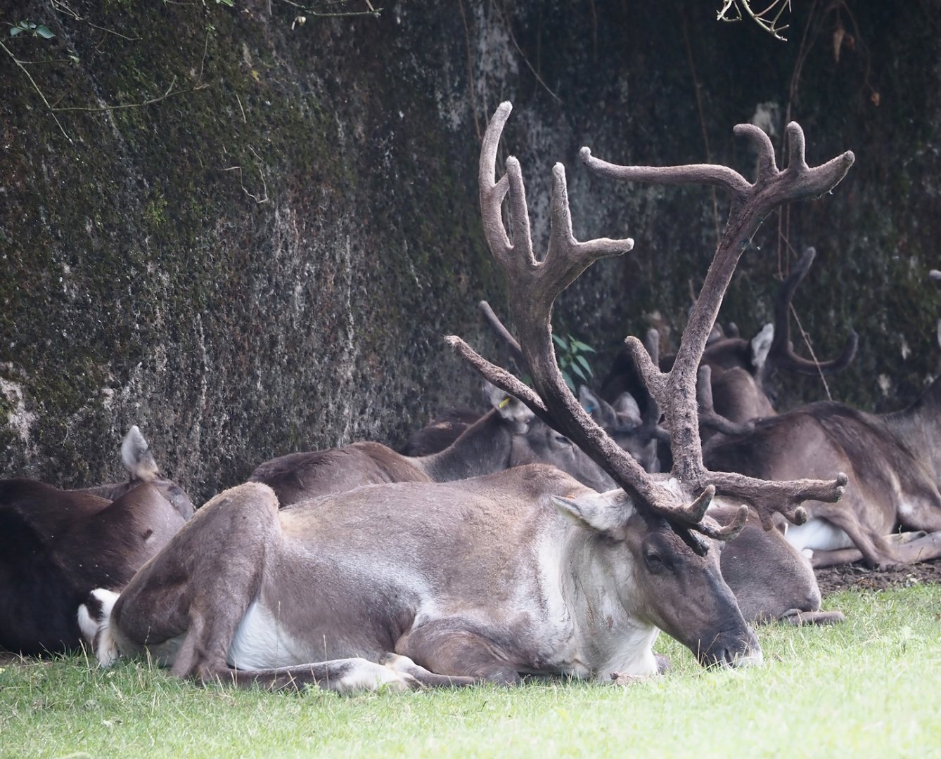 Male Eurasian forest reindeer (Rangifer tarandus fennicus), 2024-08-21