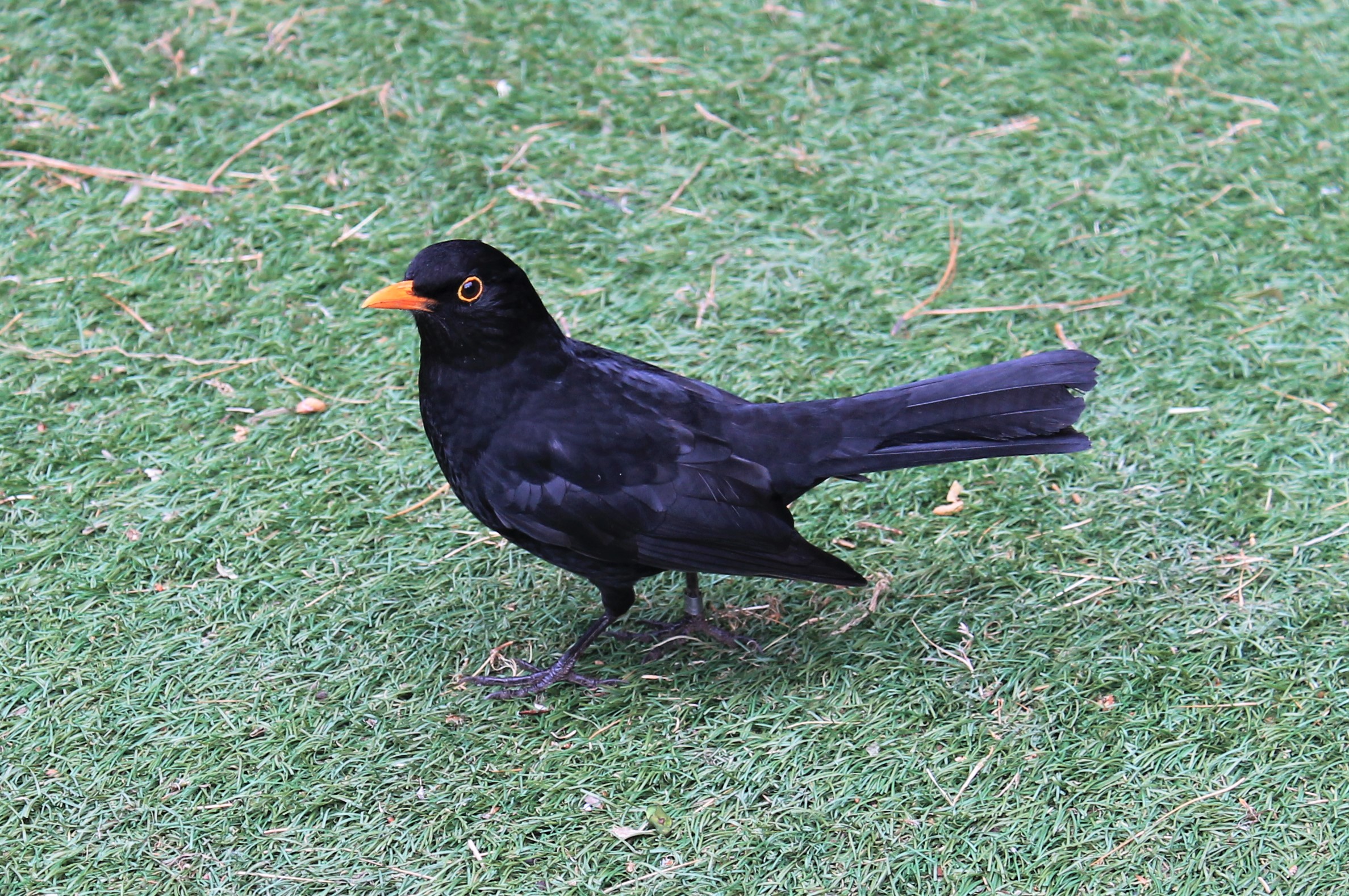 male European Blackbird (Turdus merula)