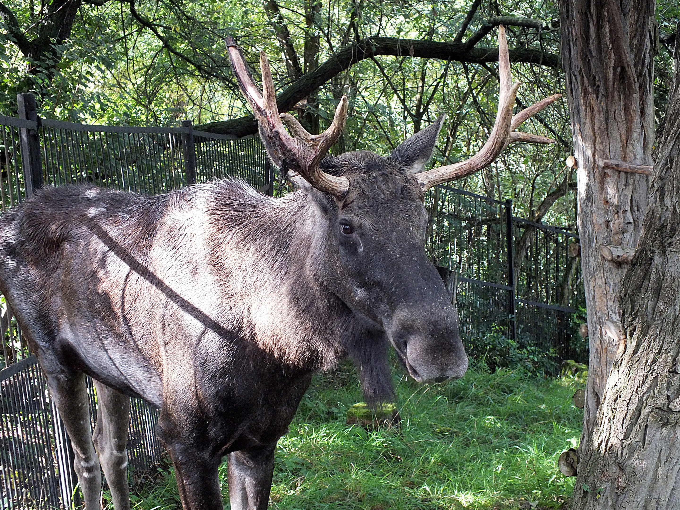 Male European elk