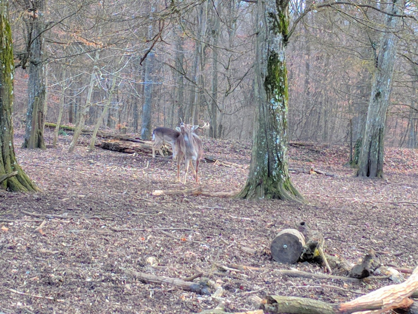 Male European fallow Deer