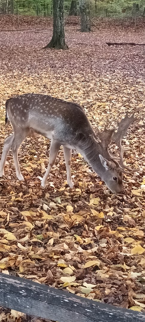 Male European fallow Deer
