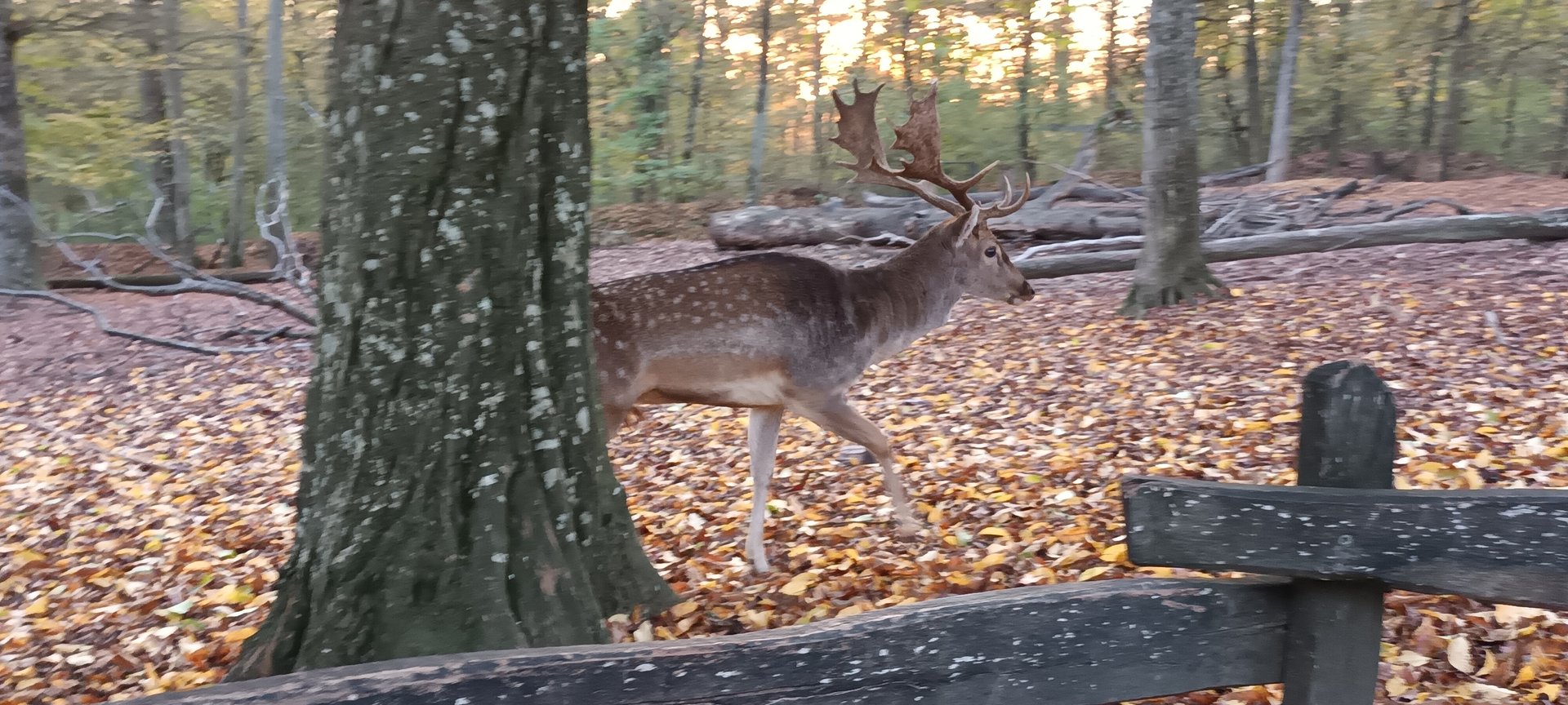 Male european fallow Deer