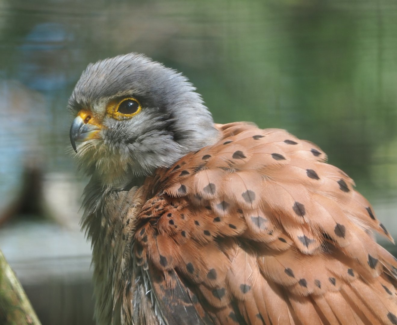 Male European kestrel (Falco tinnunculus tinnunculus), 2021-06-15