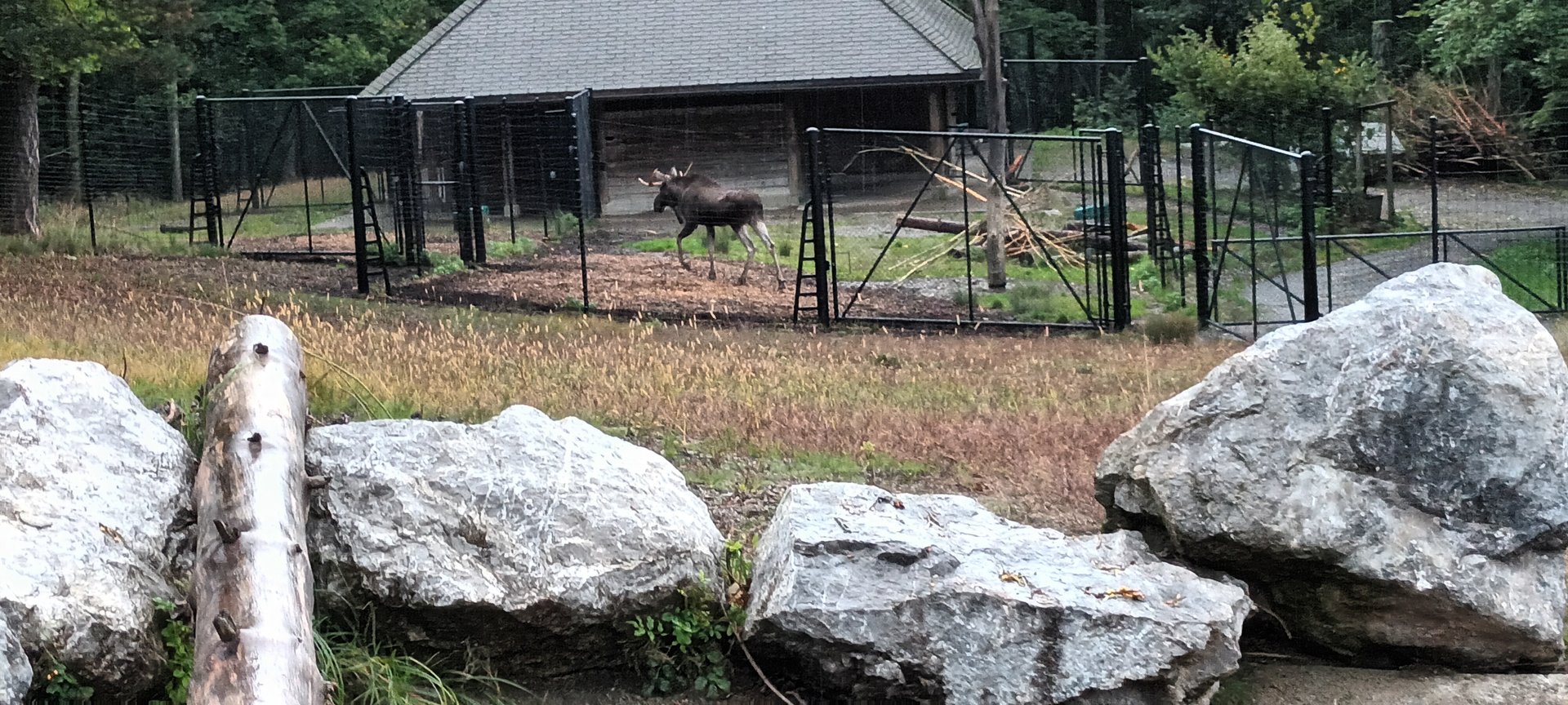 Male european Moose and Moose separation Enclosure