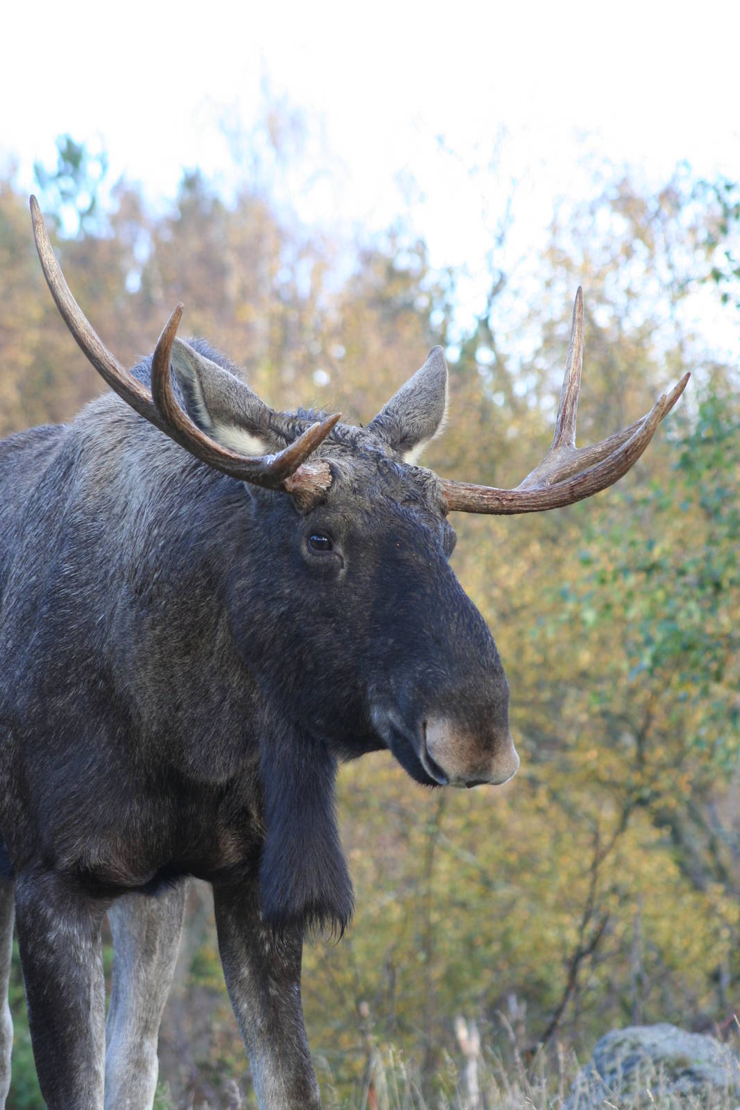 Male European Moose @ Highland Wildlife Park; 19.10.2010