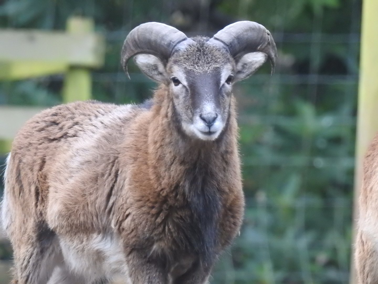 Male European Mouflon (Ovis aries musimon)
