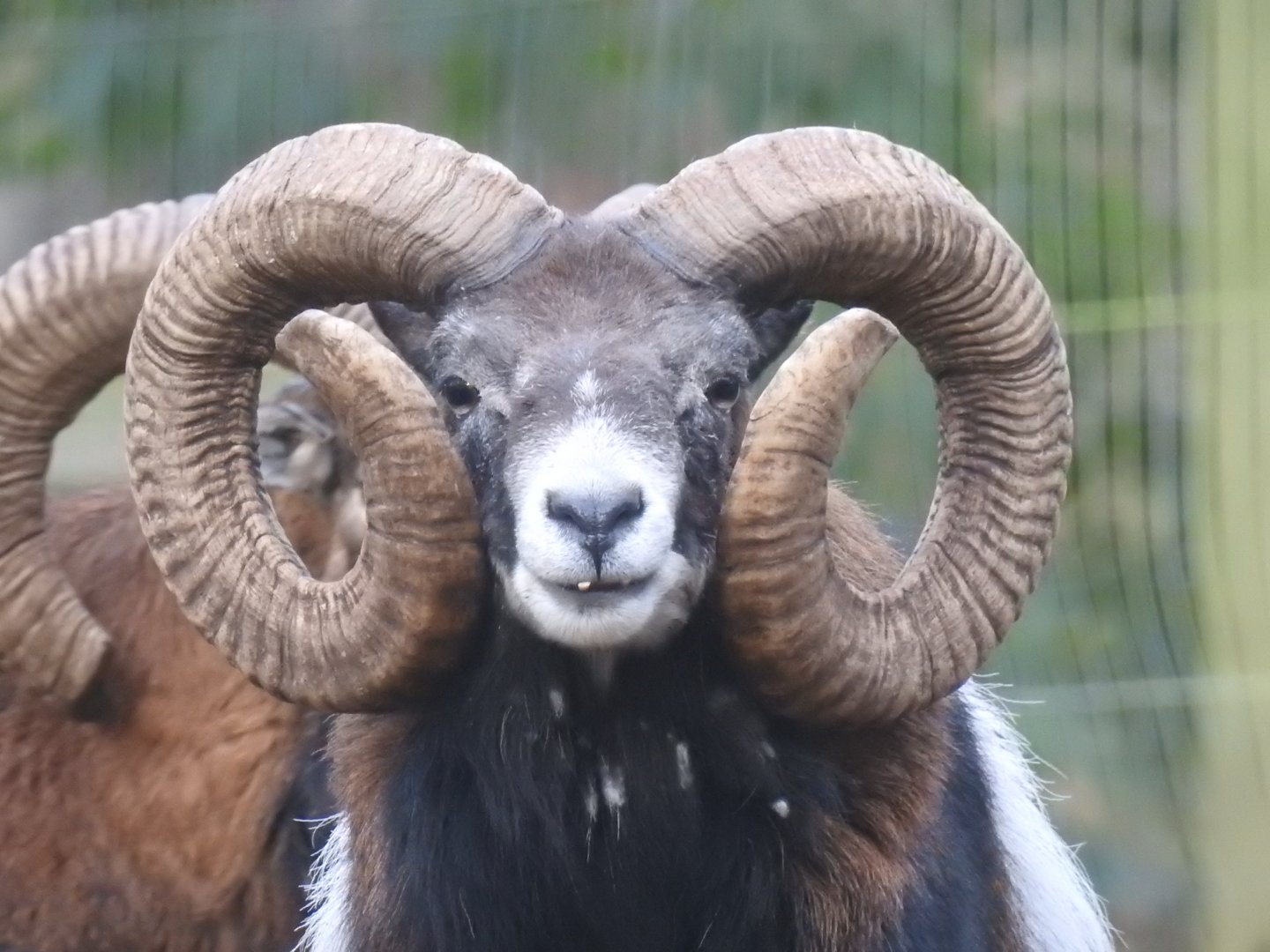 Male European Mouflon (Ovis aries musimon)