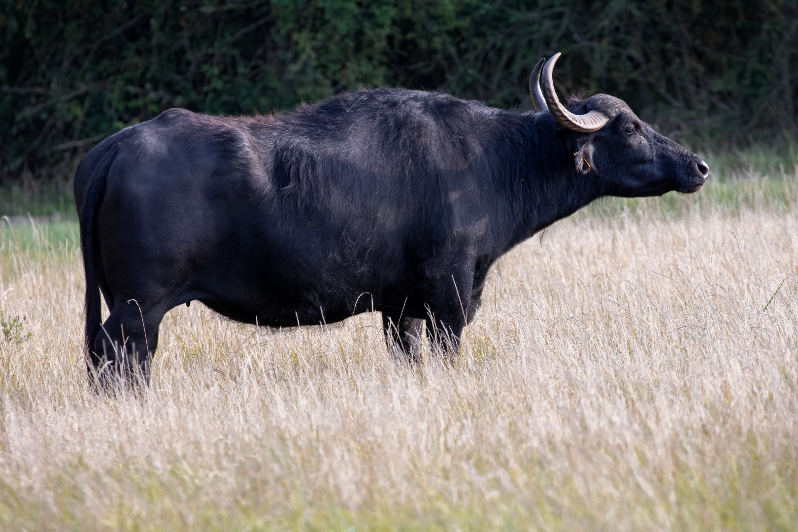 Male European Water Buffalo / Watatunga / 1-9-20