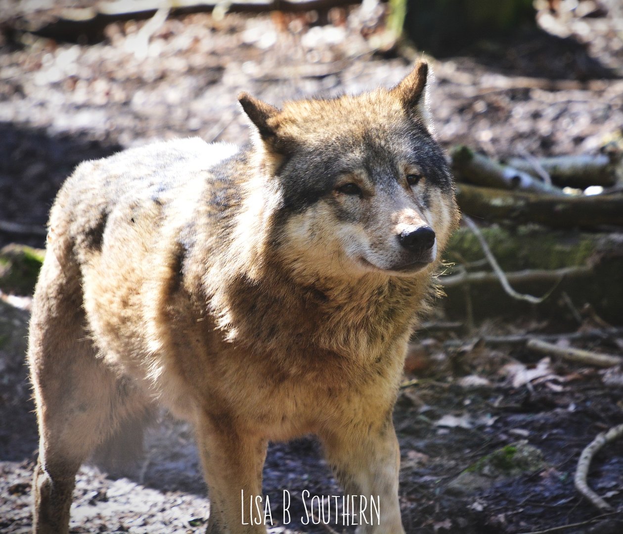 Male European Wolf