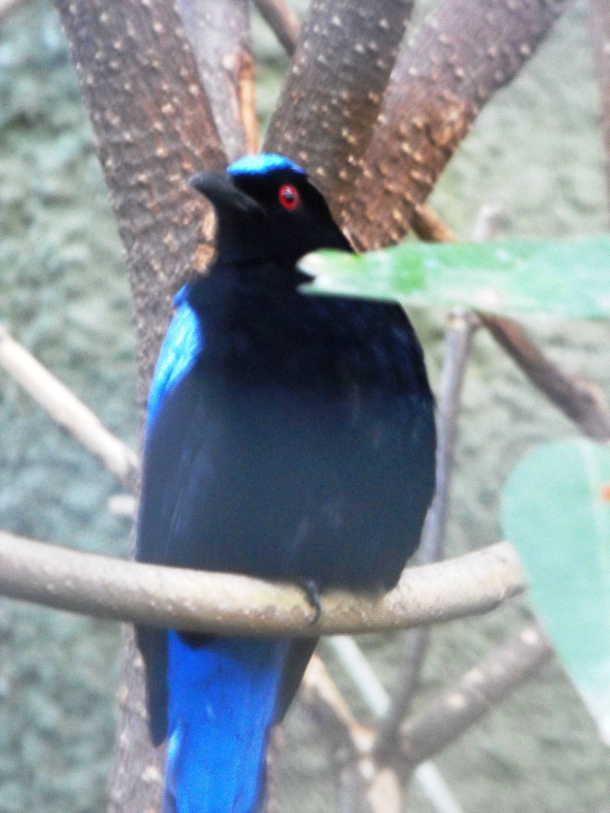Male fairy bluebird (Irena puella)