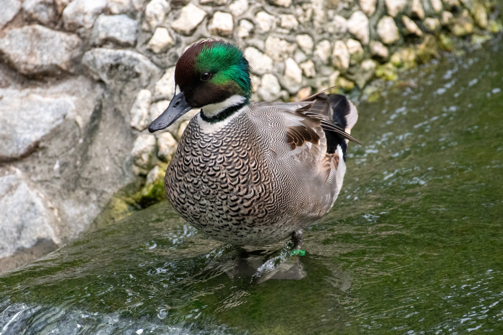 Male Falcated Duck (Anas falcata)
