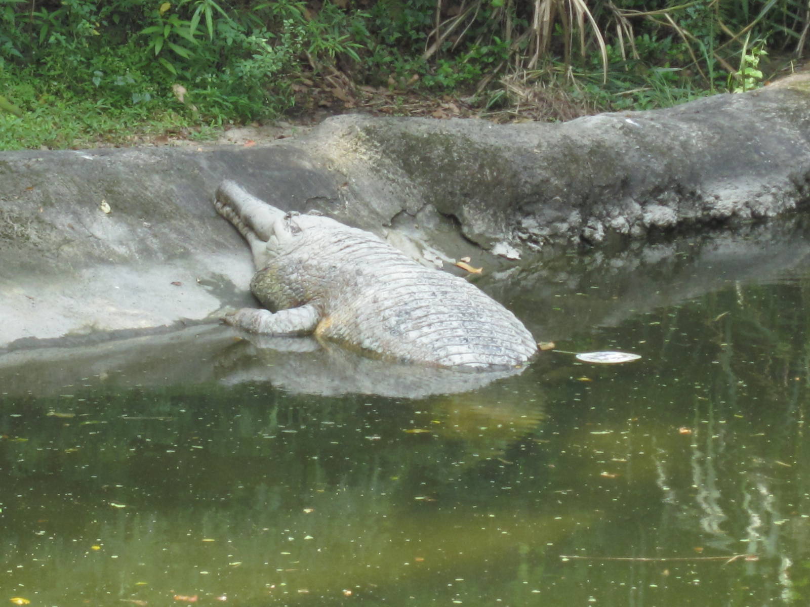 Male False Gharial