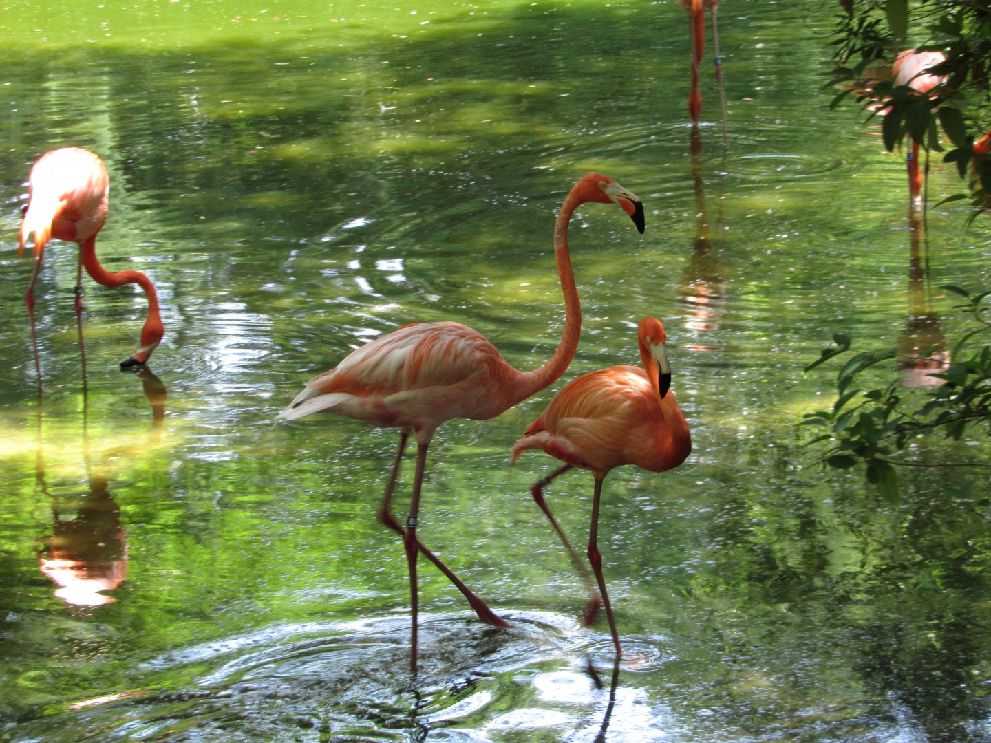 Male & Female Caribbean Flamingo