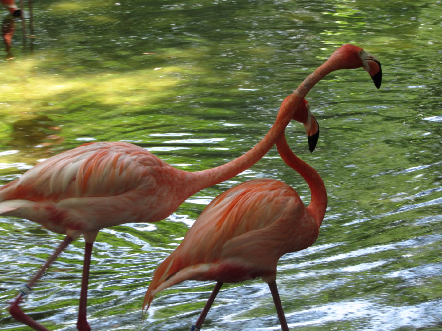 Male & Female Caribbean Flamingo