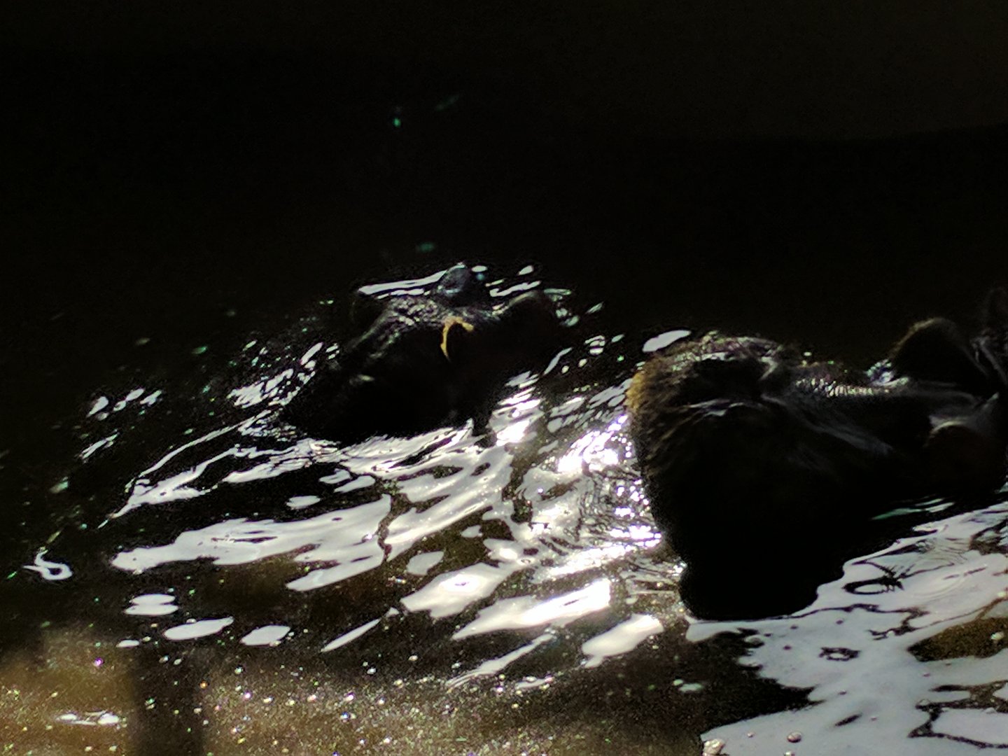 Male & Female Common Hippo