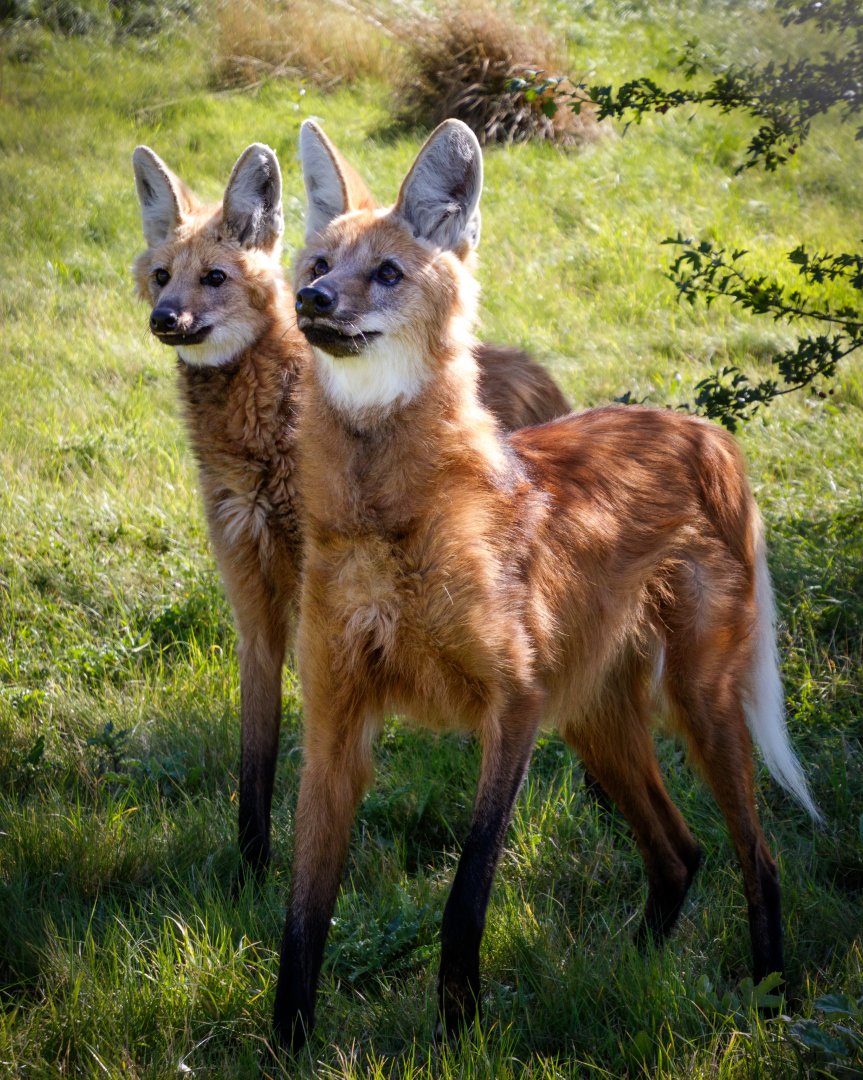 Male & Female Maned Wolves / Hamerton / 13-9-19