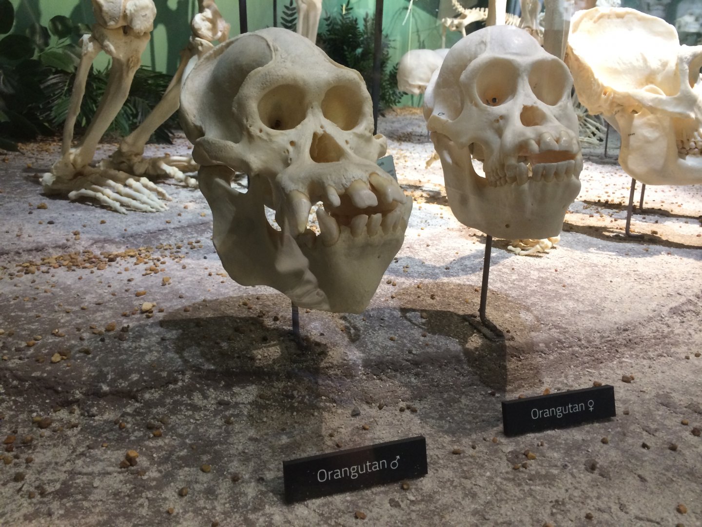 Male & Female Orangutan Skulls