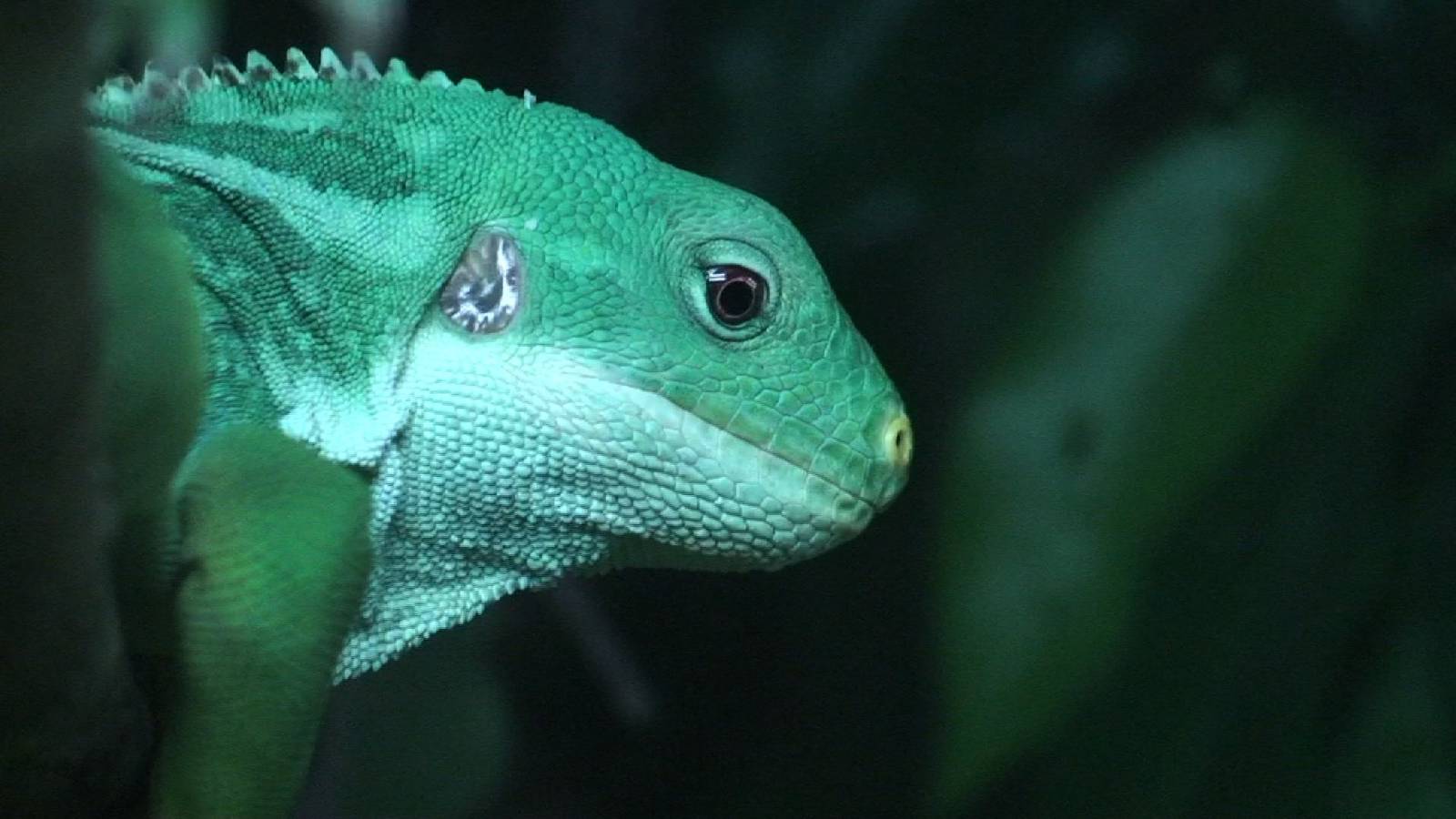 Male Fiji banded iguana