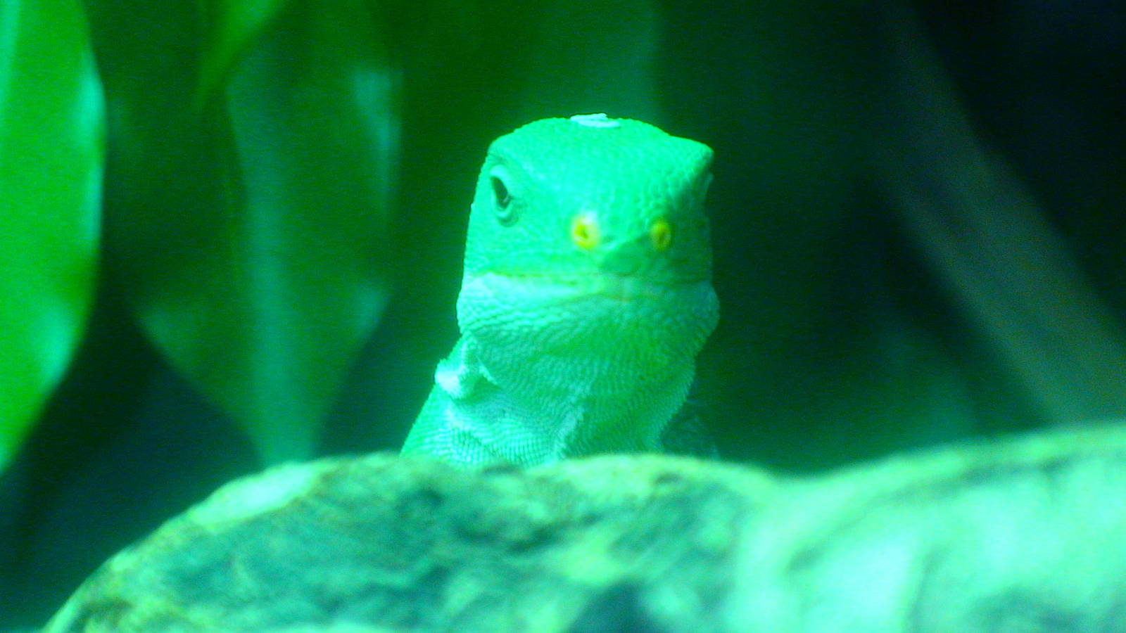 Male Fiji banded iguana