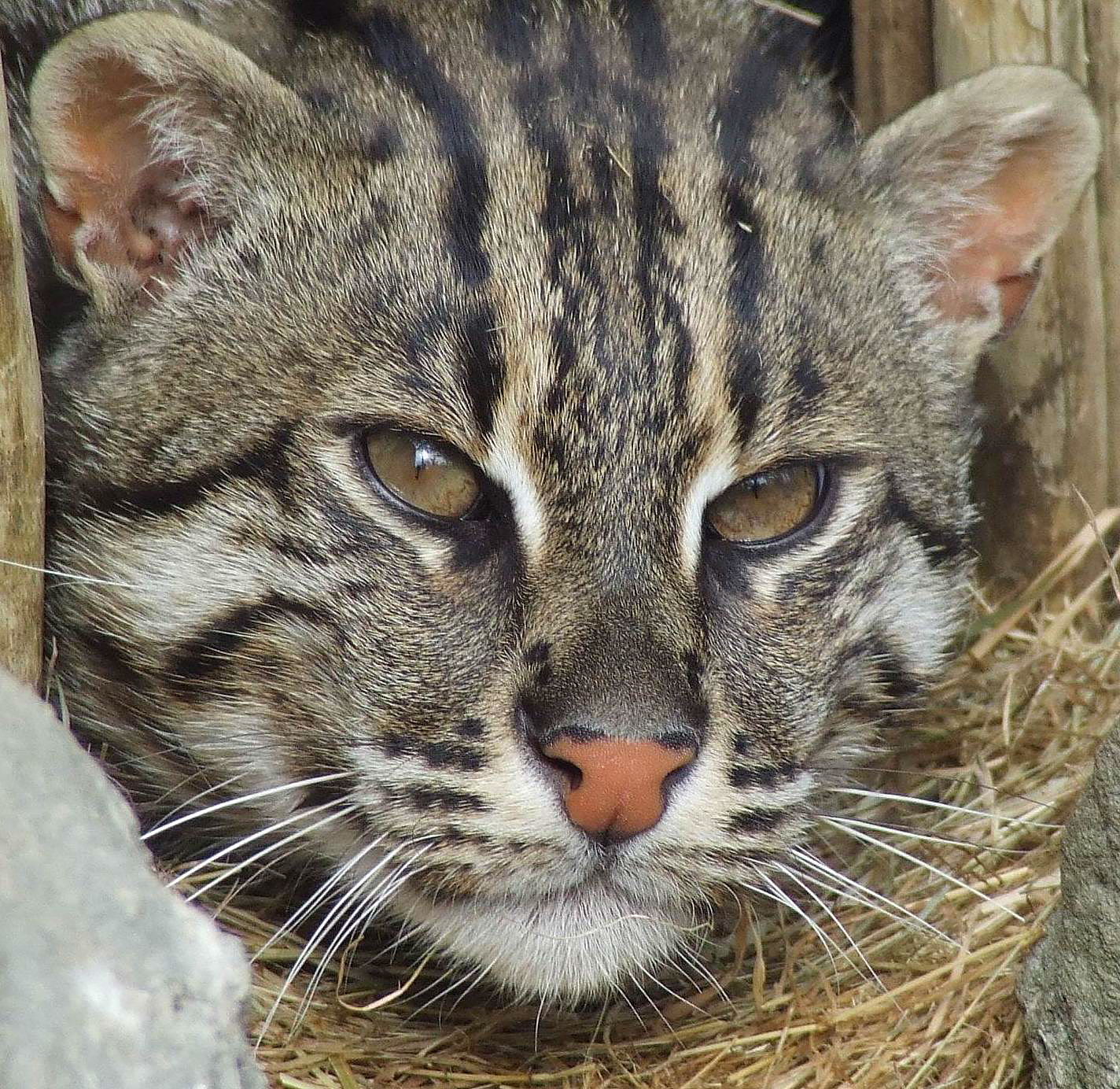 Male Fishing Cat, Rare Species Conservation Centre, Sandwich