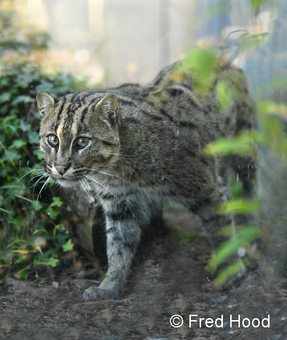 male fishing cat