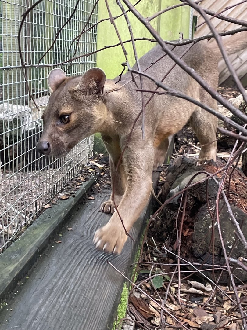 Male Fossa, Mango