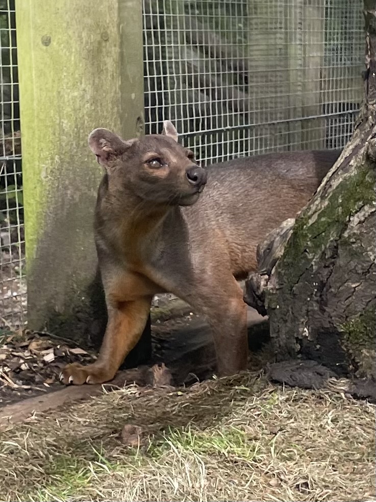 Male Fossa, Mango